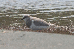 マゼランチドリの画像