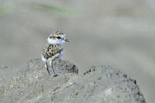 シロチドリの画像