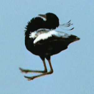 インドショウノガンの画像