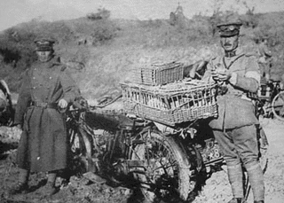 軍鳩の画像