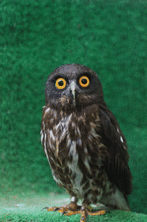 アオバズクの画像
