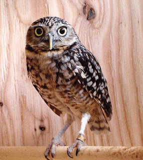 アナホリフクロウの画像