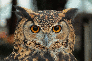 アフリカワシミミズクの画像