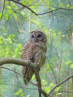 アメリカフクロウの画像