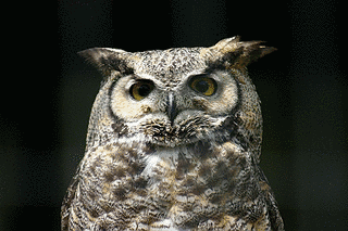 アメリカワシミミズクの画像