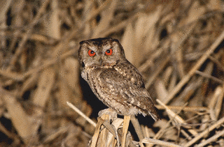オオコノハズクの画像
