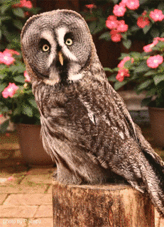 カラフトフクロウの画像