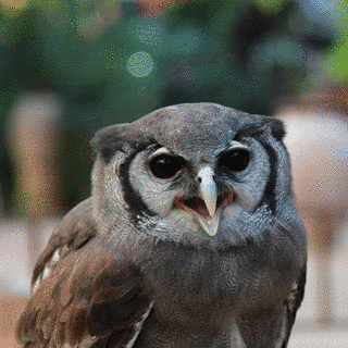 クロワシミミズクの画像
