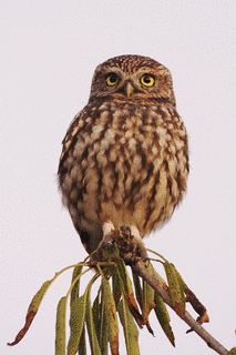 コキンメフクロウの画像