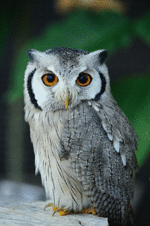 コノハズクの画像