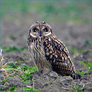 コミミズクの画像