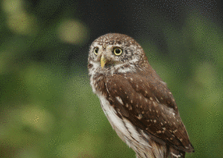スズメフクロウの画像
