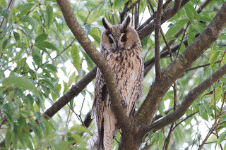 トラフズクの画像