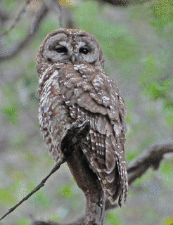 ニシアメリカフクロウの画像