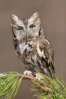 ヒガシアメリカオオコノハズクの画像