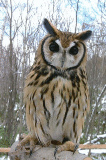 フクロウ目の画像
