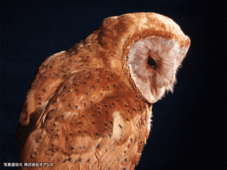 マダガスカルメンフクロウの画像