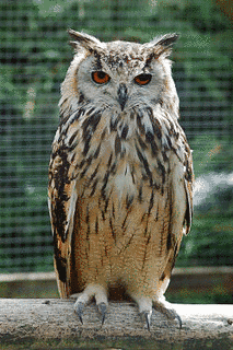 ミナミワシミミズクの画像