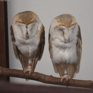 メンフクロウ科の画像