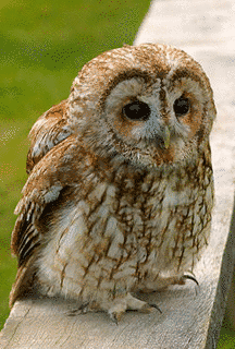 モリフクロウの画像
