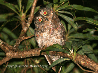 リュウキュウコノハズクの画像