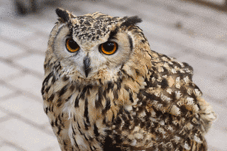 ワシミミズクの画像