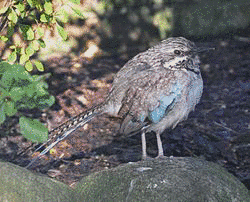 ジブッポウソウ科の画像