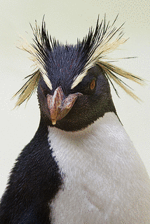 イワトビペンギンの画像