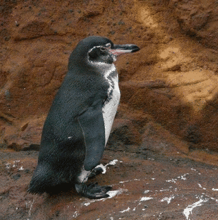 ガラパゴスペンギンの画像