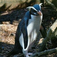 キマユペンギンの画像
