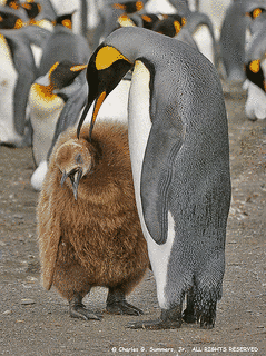 キングペンギンの画像
