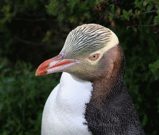 キンメペンギンの画像