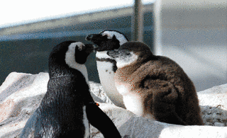 ケープペンギンの画像