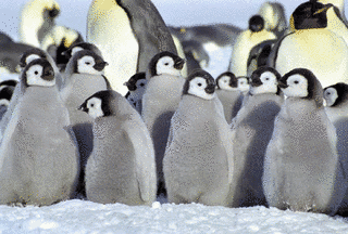 ペンギン目の画像