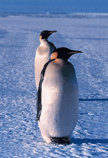 コウテイペンギン属の画像