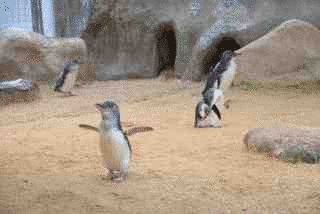 コガタペンギンの画像