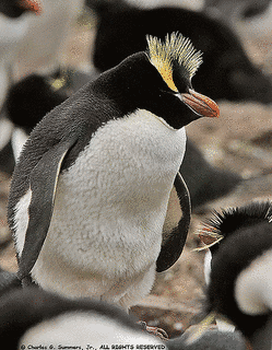 シュレーターペンギンの画像