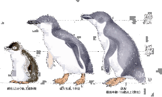 ハネジロペンギンの画像