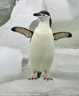 ヒゲペンギンの画像
