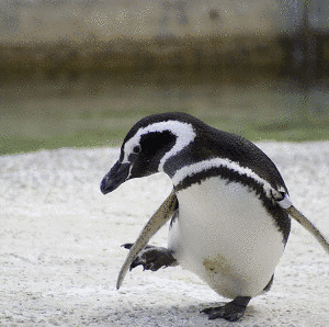 フンボルトペンギンの画像
