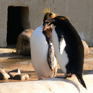 マカロニペンギンの画像