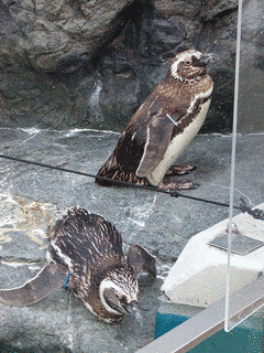 マゼランペンギンの画像
