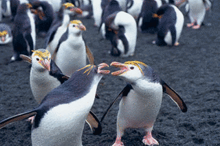ロイヤルペンギンの画像