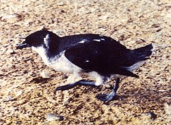 ミズナギドリ目の画像