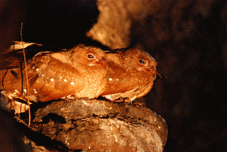 アブラヨタカの画像