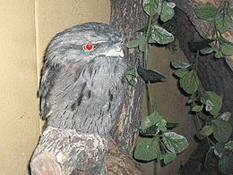 オーストラリアガマグチヨタカ属の画像
