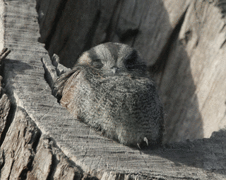 オーストラリアズクヨタカの画像