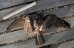 ヒゲナシヨタカ属の画像