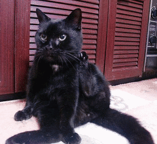 黒猫の画像