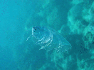フリソデウオの画像